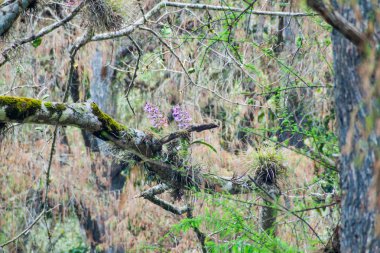 Orkide bir ağacın, Guatemala arka plan üzerinde