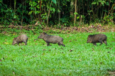 Peccaries Cockscomb Havzası Wildlife Sanctuary, Belize.