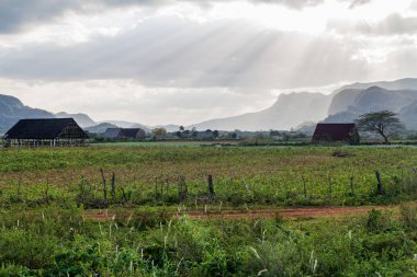 Guasasa Vadisi Vinales, Cuba yakınındaki kırsal manzara