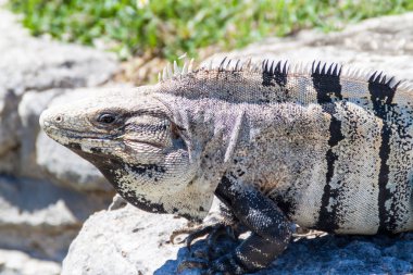 Antik Maya şehir Tulum, Meksika kalıntıları, siyah Iguana.