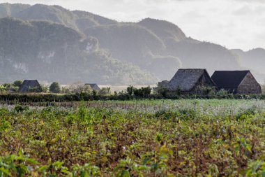 Tütün alanları ve Vinales, Cuba yakınındaki kurutma evleri peyzaj