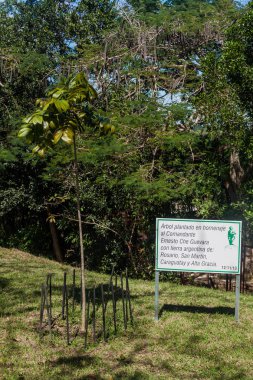 Olarak Che Guevara'nın Santa Clara, Küba'da Arjantin'den bir toprak ile ağacı dikti