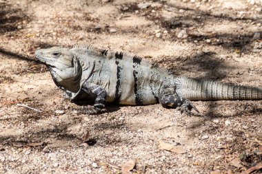 Maya arkeolojik sit Chichen Itza, Meksika, siyah Iguana