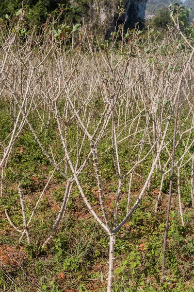 Cassava Yuca Manioc Field Vinales Cuba — Stock Photo, Image