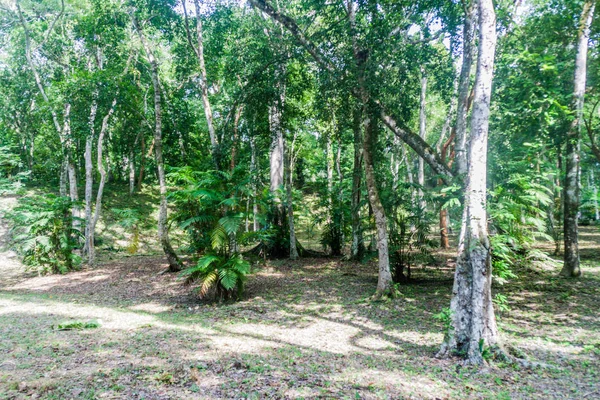 Arkeolojik bir kalın jungle kapsadığı Harabeleri Yaxha, Guatemala site