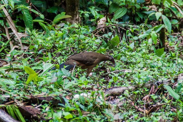 Gewone Chachalaca Ortalis Hubbardii Cockscomb Bekken Wildlife Sanctuary Belize — Stockfoto