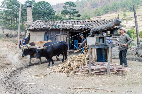 La Campa, Honduras - 14 Nisan 2016: Bir hayvan ile küçük kırsal yerleşim şeker kamışı basın Powered by.