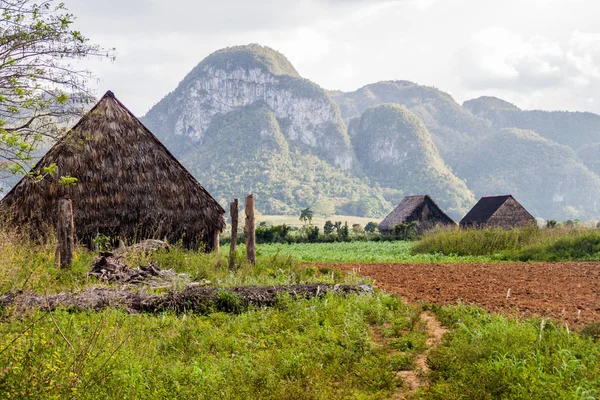 Tütün alanları ve Vinales, Cuba yakınındaki kurutma evleri peyzaj