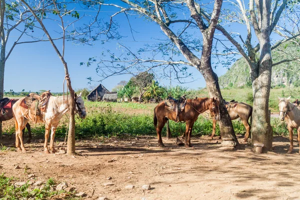 Několik Koní Čekat Turné Skupiny Údolí Vinales Kuba — Stock fotografie