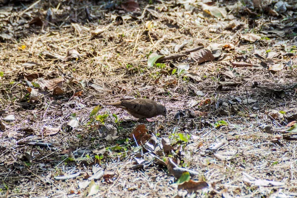 Kırmızı zemin güvercin (Columbina talpacoti)