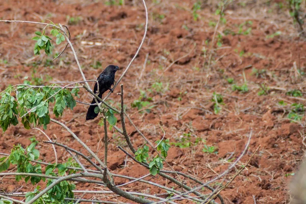 Ani Becco Liscio Crotophaga Ani Vinales Valley Cuba — Foto Stock