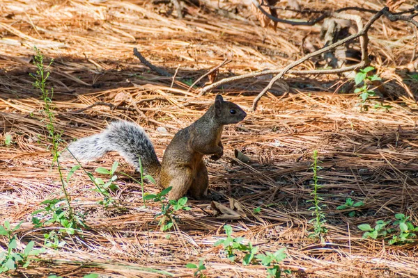 Santiago Atitlan Köyü, Guatemala sincap
