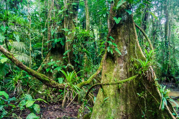 Enormes Árvores Uma Selva Cockscomb Basin Wildlife Sanctuary Belize — Fotografia de Stock