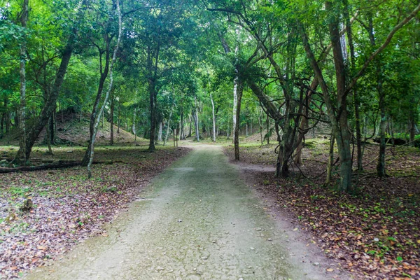 Kalın arkeolojik ormana kapsadığı Harabeleri Yaxha, Guatemala site