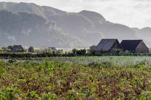 Tütün alanları ve Vinales, Cuba yakınındaki kurutma evleri peyzaj