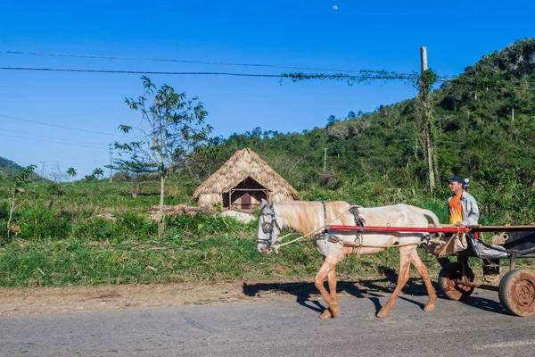 Vinales Cuba Février 2016 Promenades Charrette Sur Une Route Près — Photo