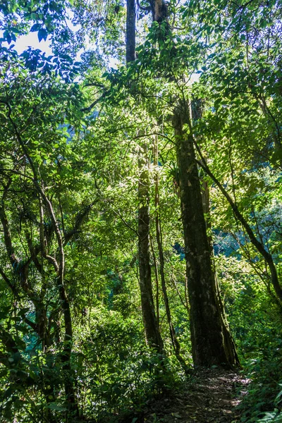 Guatemala dağlar: Quetzaltenango yakınındaki ormanda