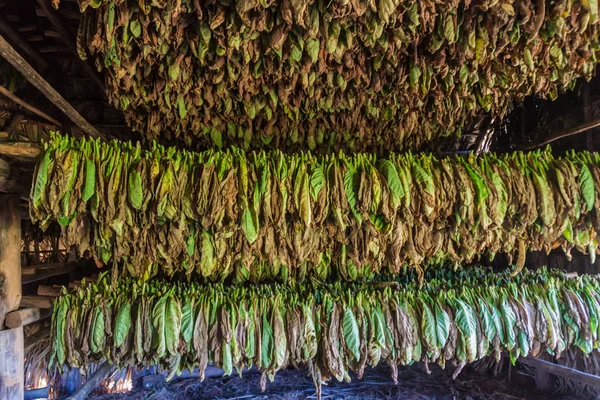 Tobacco leaves in a drying room in Vinales valley, Cuba
