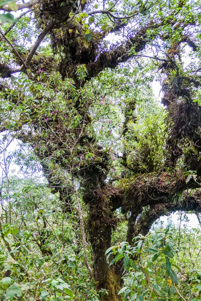 Floresta Nuvens Cobrindo Vulcão San Pedro Guatemala — Fotografia de Stock