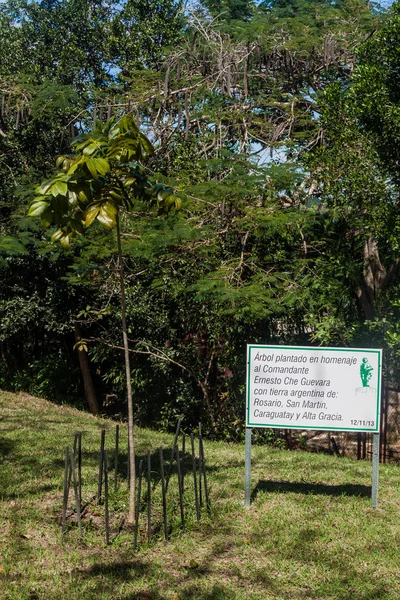 Olarak Che Guevara'nın Santa Clara, Küba'da Arjantin'den bir toprak ile ağacı dikti