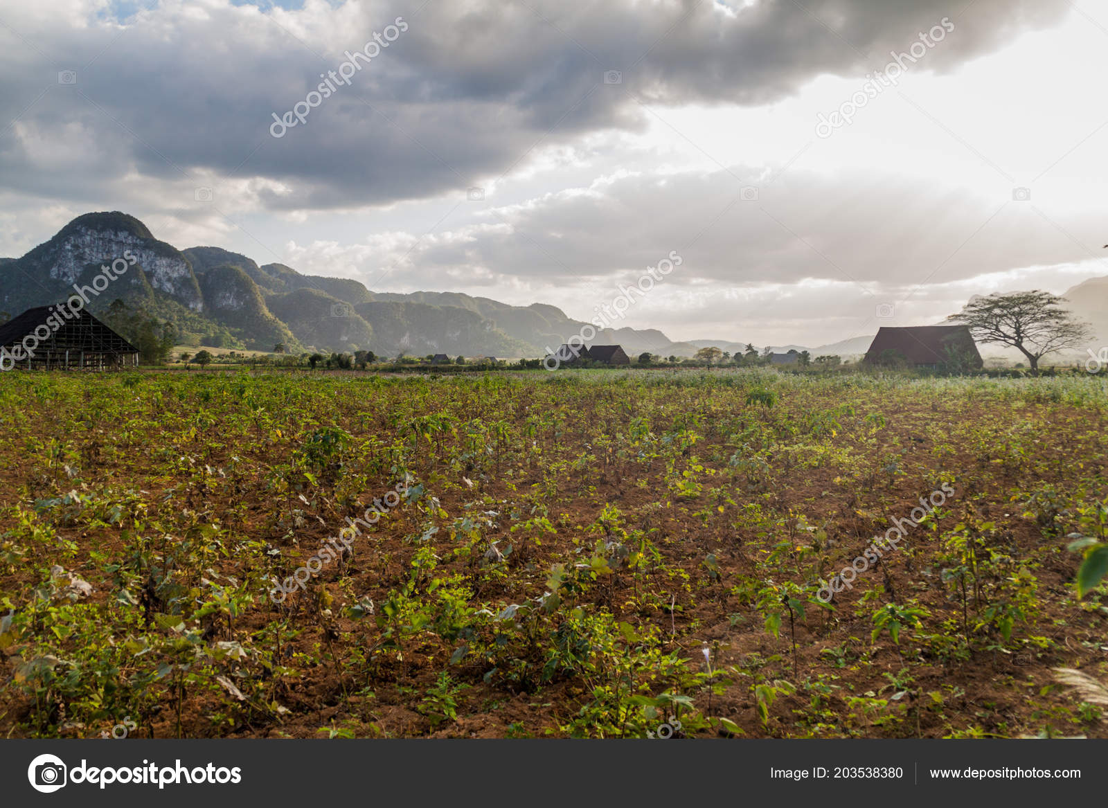 Landscape Tobacco Fields Drying Houses Vinales Cuba Stock Photo Landscape Tobacco Fields Drying Houses Vinales Cuba Stock Photo