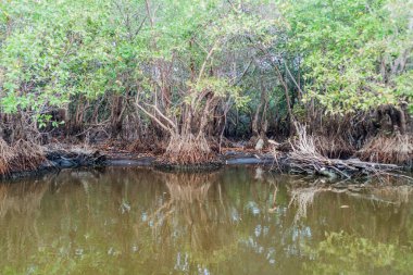 Yaban hayatı Mangrovs Biotopo Monterrico-Hawaii, Guatemala rezerv