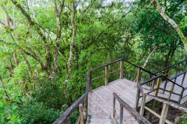Tapınak IV için arkeolojik önde gelen merdiven Tikal, Guatemala site