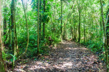 Hiking trail Cockscomb Havzası Wildlife Sanctuary, Belize.