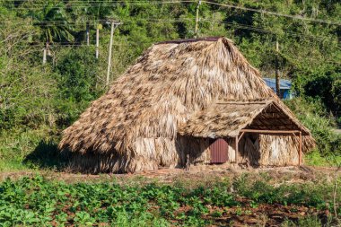 Tütün alan ve kurutma evin yakınına Vinales, Küba