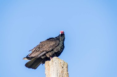 Playa Giron Köyü, Küba hindi akbabası (Cathartes havası)