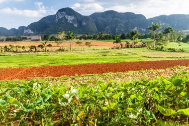 Vinales, Cuba yakınındaki tarım peyzaj