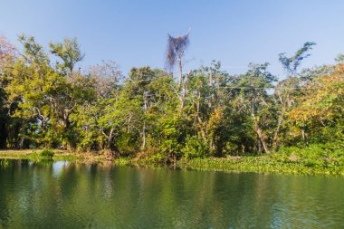 Rio Dulce nehir, Guatemala astar orman