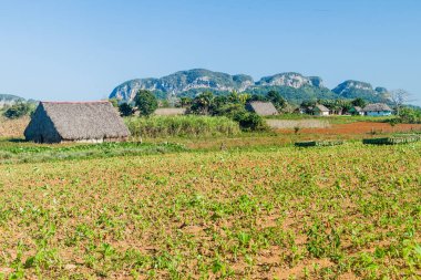 Tütün alanları ve kurutma Vinales Vadisi manzara evleri, Küba