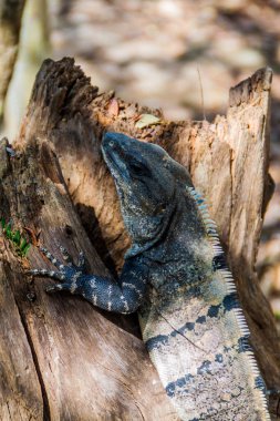 Maya arkeolojik sit Chichen Itza, Meksika, siyah Iguana