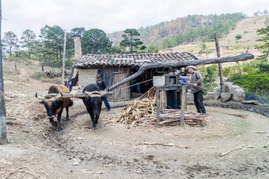 La Campa, Honduras - 14 Nisan 2016: Bir hayvan ile küçük kırsal yerleşim şeker kamışı basın Powered by.