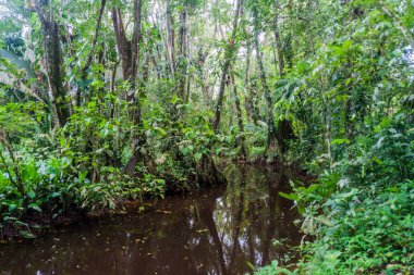 Küçük dere Cockscomb Havzası Wildlife Sanctuary, Belize.