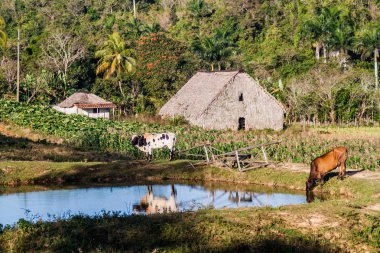 Vinales, Cuba yakınındaki kırsal yerleşim