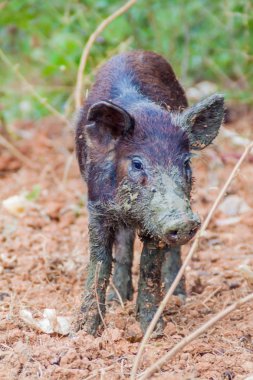 Bir alanda Vinales, Cuba yakınındaki küçük domuz