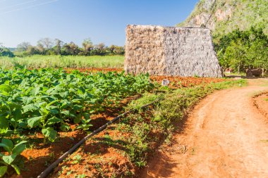 Tütün alan ve kurutma evin yakınına Vinales, Küba