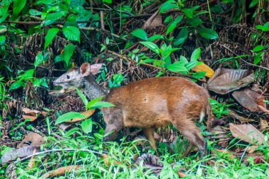 Kızıl kariyaku Cockscomb Havzası Wildlife Sanctuary, Belize.