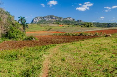 Vinales, Cuba yakınındaki doğal peyzaj