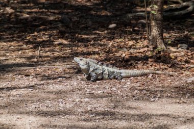 Maya arkeolojik sit Chichen Itza, Meksika, siyah Iguana