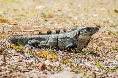Antik Maya şehir Uxmal, Meksika kalıntıları Iguana siyah