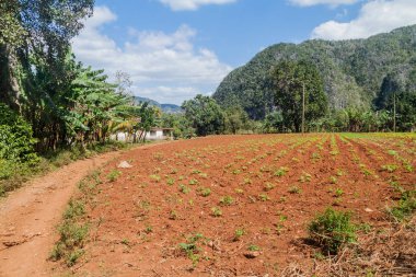 Mogotes (kalker tepe) ve alanları Vinales Valley, Küba