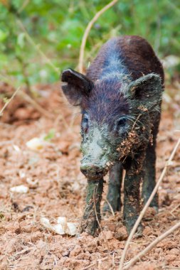 Bir alanda Vinales, Cuba yakınındaki küçük domuz