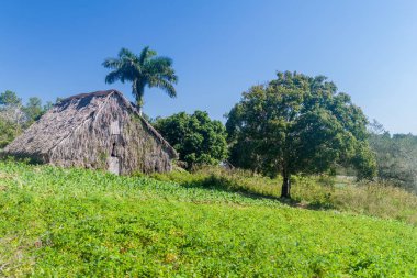 Vinales Vadisi'ne Küba evde kurutma tütün