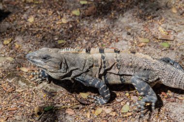 Maya arkeolojik sit Chichen Itza, Meksika, siyah Iguana