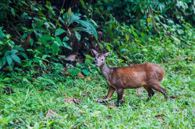 Kızıl kariyaku Cockscomb Havzası Wildlife Sanctuary, Belize.