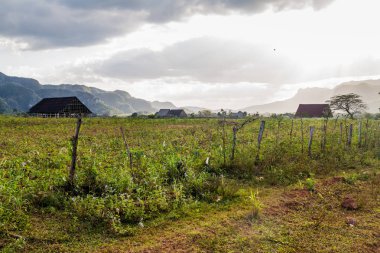 Tütün alanları ve Vinales, Cuba yakınındaki kurutma evleri peyzaj