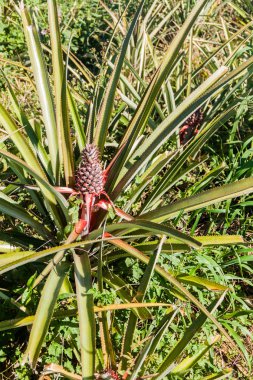 Ananas tarlada Vinales, Küba